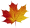 A dark red to yellow gradient coloured maple leaf.