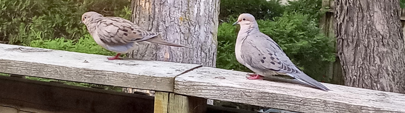 bird12