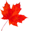 A red maple leaf.